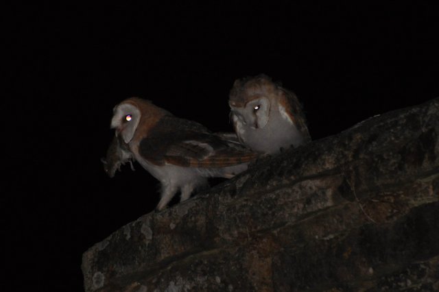 Effraie des clochers / Western Barn Owl